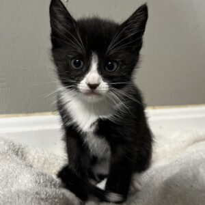 Tabby Kitten Black