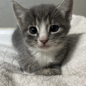 Tabby Kitten