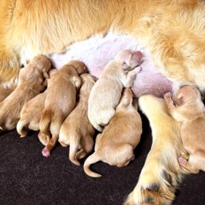 Liloo/Jack Puppies feeding