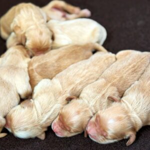 Liloo/Jack Puppies Alone Sleeping