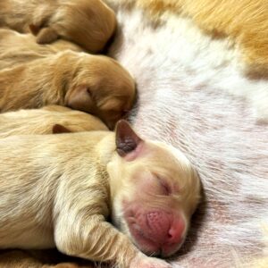 Liloo/Jack Pups Closeup