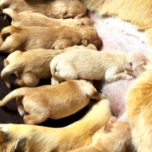 Liloo/Jack Puppies Nursing