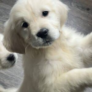 White golden puppy