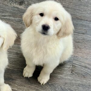Cream golden puppy