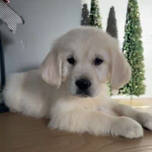 English cream golden puppy