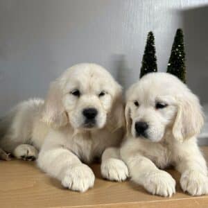 Puppy duo cute