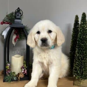 Sitting Golden Retriever puppy looking cute