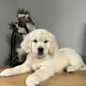 European Golden Retriever puppy with a pudgy face