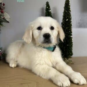 Teal ccollared European golden retriever puppy
