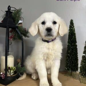 A cute English Cream golden puppy
