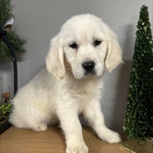 English Cream Golden with light purple collar