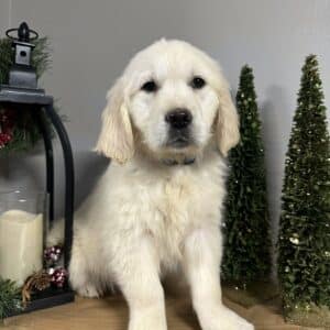 Cute English Cream puppy