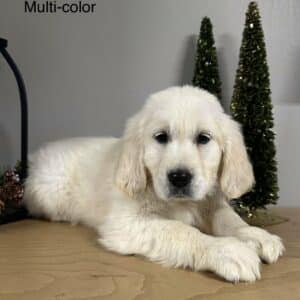 Fluffy English Cream Golden Retriever on table.