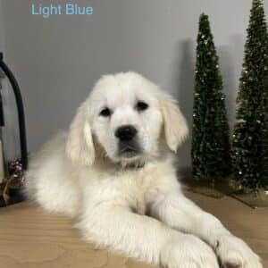 Light blue collared puppy with big paws