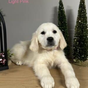 Light pink collar Golden Retriever puppy