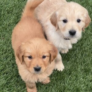 2 cute retriever pups