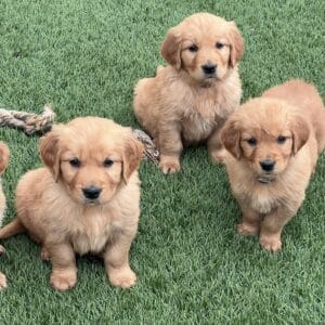 Three cute golden puppies
