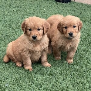 Two fluffy puppies sitting together.