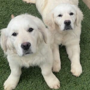 Two fluffy puppies sitting together.