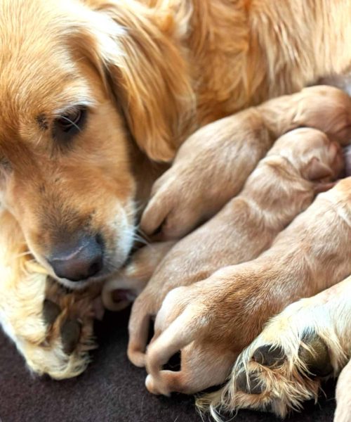 Liloo With Puppies Liloo With Her Litter of European Golden Puppies