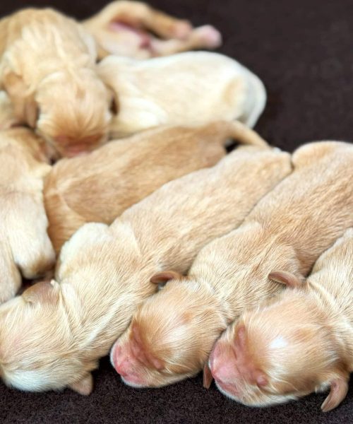 Liloo/Jack Puppies Alone Liloo/Jack Puppies Alone Sleeping