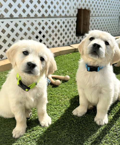 Two Cute Golden Retriever Puppies