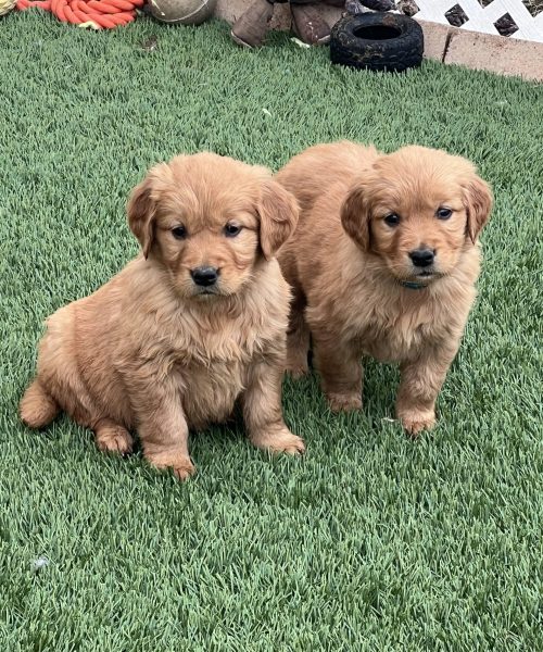 Two fluffy puppies sitting together.