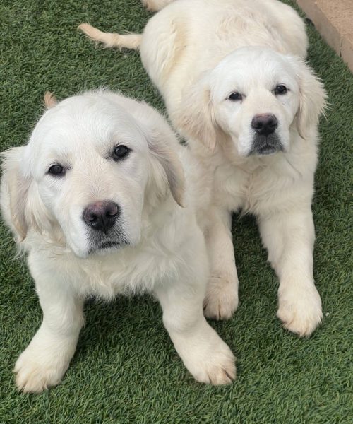 Two fluffy puppies sitting together.