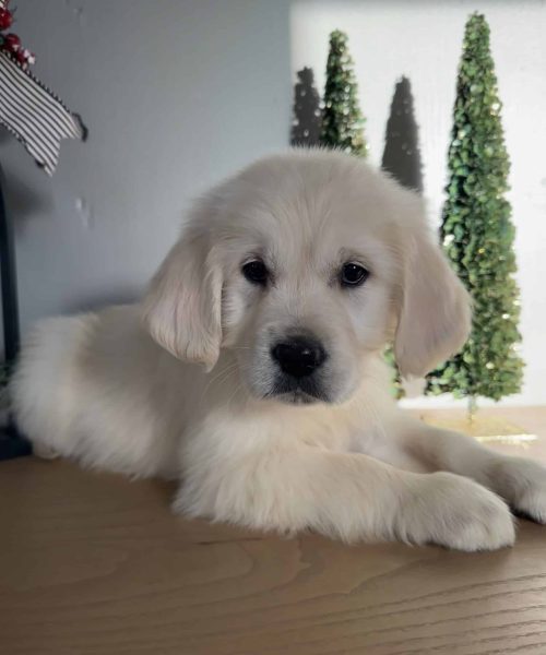 English cream golden puppy