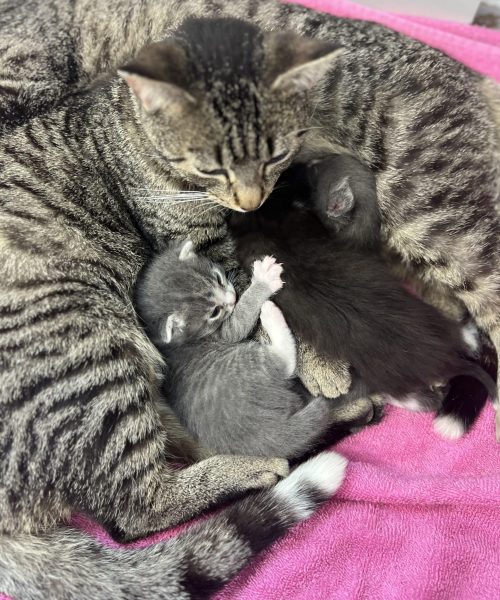 Some Kittens and their Mom