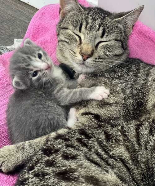 Rockvale Kitten and Mom