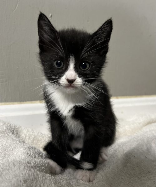 Tabby Kitten Tabby Kitten Black